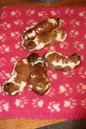 6 puppies 0267