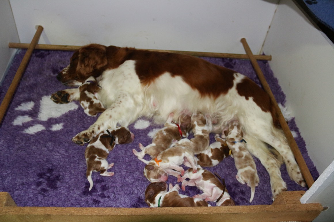 IMG 5707 poldark puppies day 3.JPG