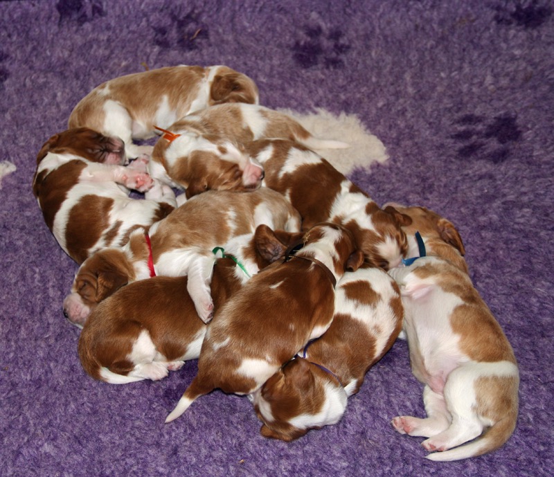 poldark puppies 10 days IMG 5770.jpg