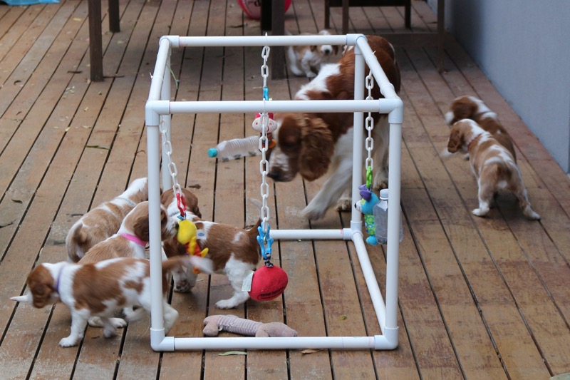 poldark pups activity centre 4wks 6011.jpg