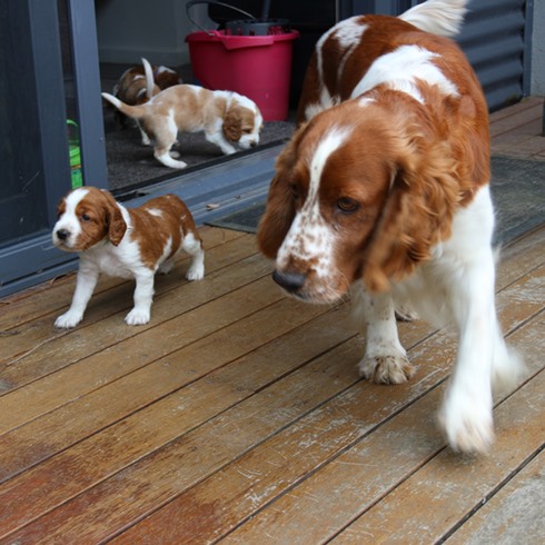 poldark pups d29 ross & duchess 5851.jpg