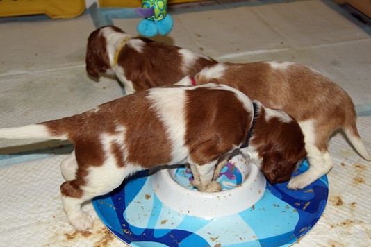 poldark pups day 23 feeding frenzy 5801.jpg