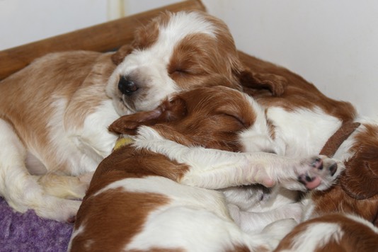 poldark pups day 23 sleeping 5791.jpg