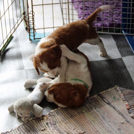 poldark pups day 27 demelza & ross 5838.jpg