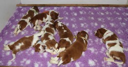 polly's puppies day 16 3039