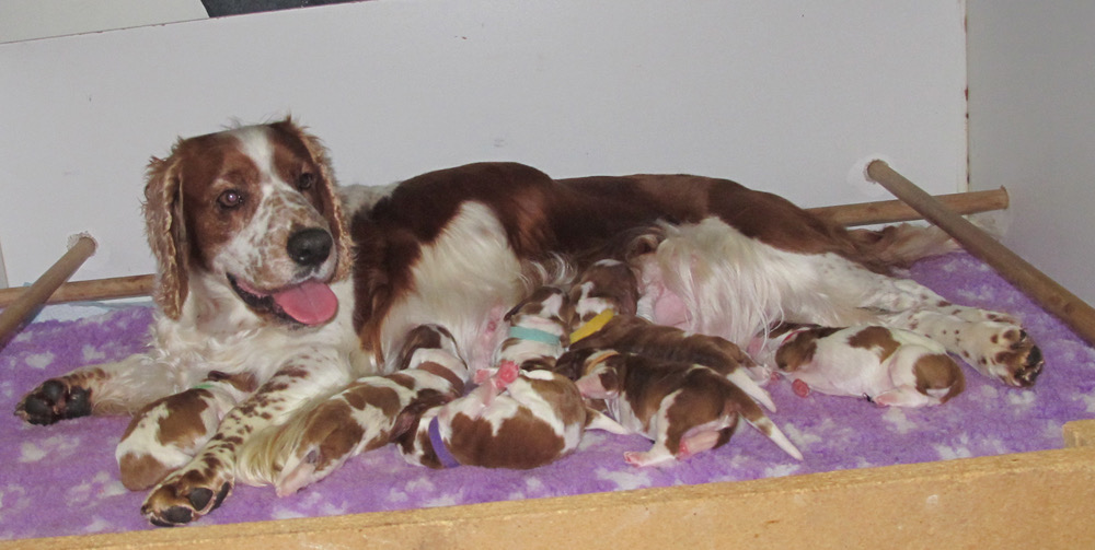 polly's puppies day 3 2196.jpg
