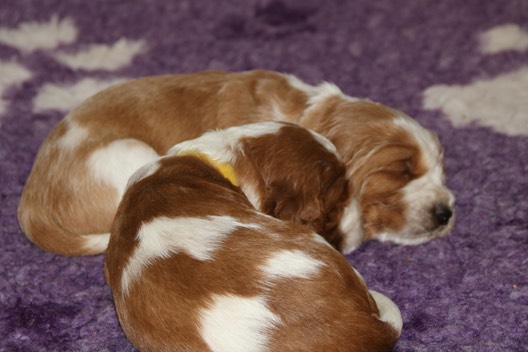 verity & dwight poldark puppies day 23 IMG 5835 editjpg